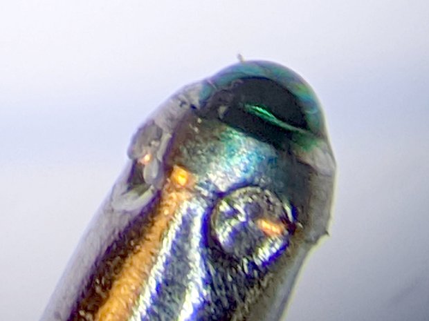 0.5 mm ball Pilot V5RT pen