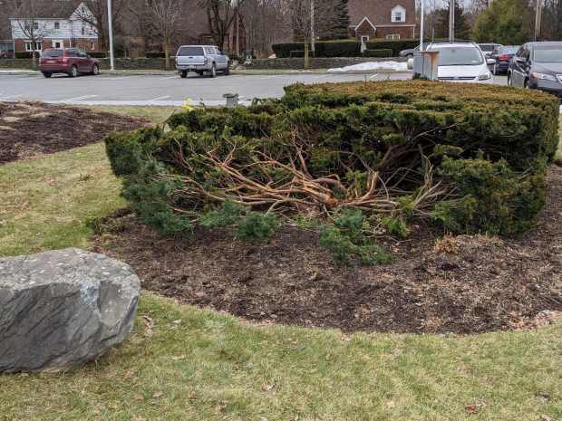 Adams crash - bush detail