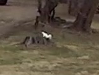 Monthly Image: Albino Squirrel
