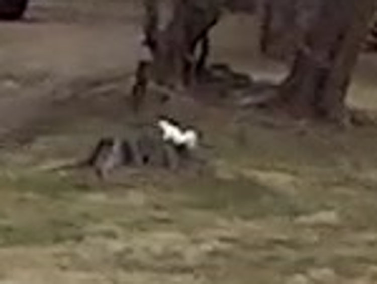 Monthly Image: Albino&nbsp;Squirrel