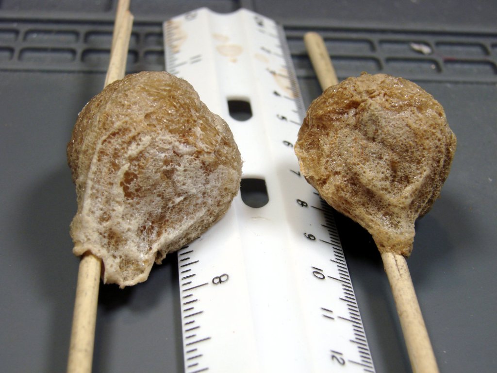 Monthly Science: Praying Mantis&nbsp;Ootheca