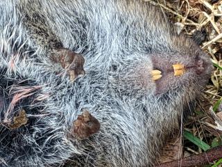 Garden Mole: End of Life