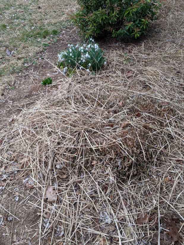 Decorative grass bunches - early spring clearcut
