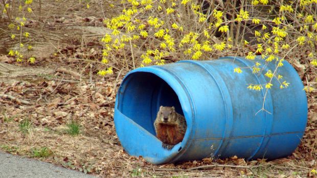 Groundhog - in salt barrel