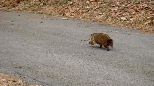 Groundhog - trotting on driveway