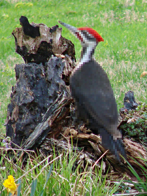 Pileated Woodpecker - front yard stump - pixelated