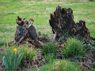 Pileated Woodpecker vs.&nbsp;Stump