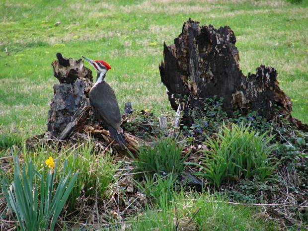 Pileated Woodpecker - front yard stump