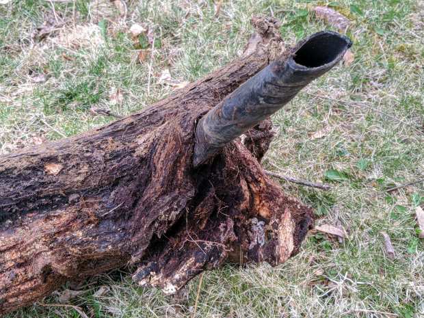 Grape root around PVC pipe - side