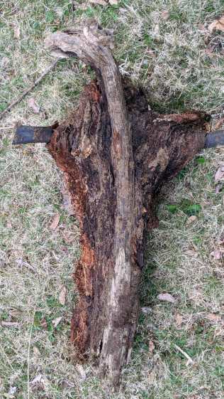 Grape root around PVC pipe - top