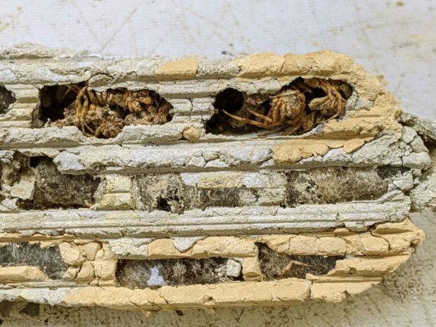 Organ Pipe Wasp Nest - wall side