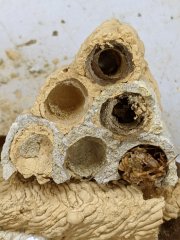 Monthly Science: Organ Pipe Mud Dauber Wasp Nest&nbsp;Disassembly