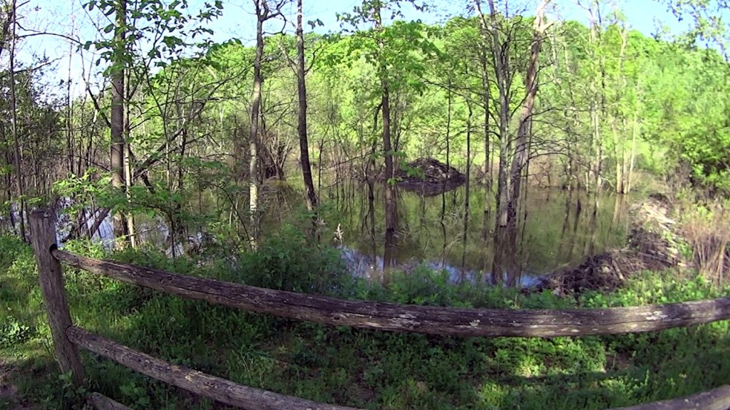 Beaver Dam: More Timber!