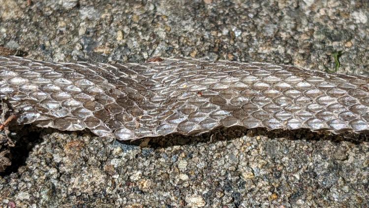 Snakeskin - exterior