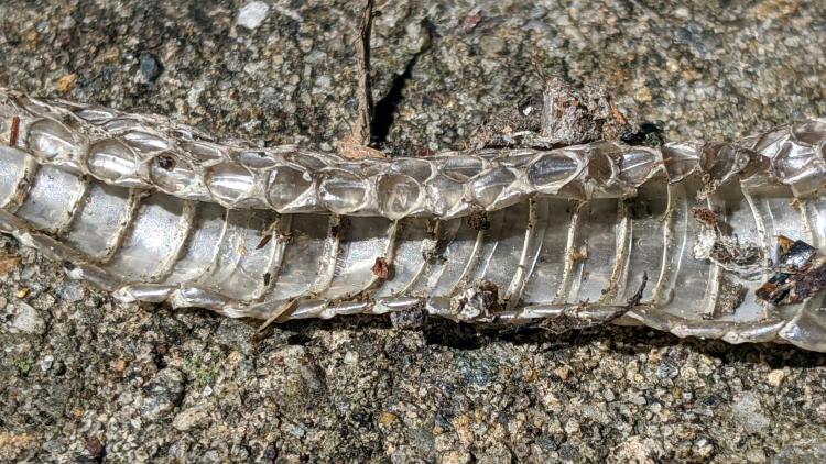 Snakeskin - interior