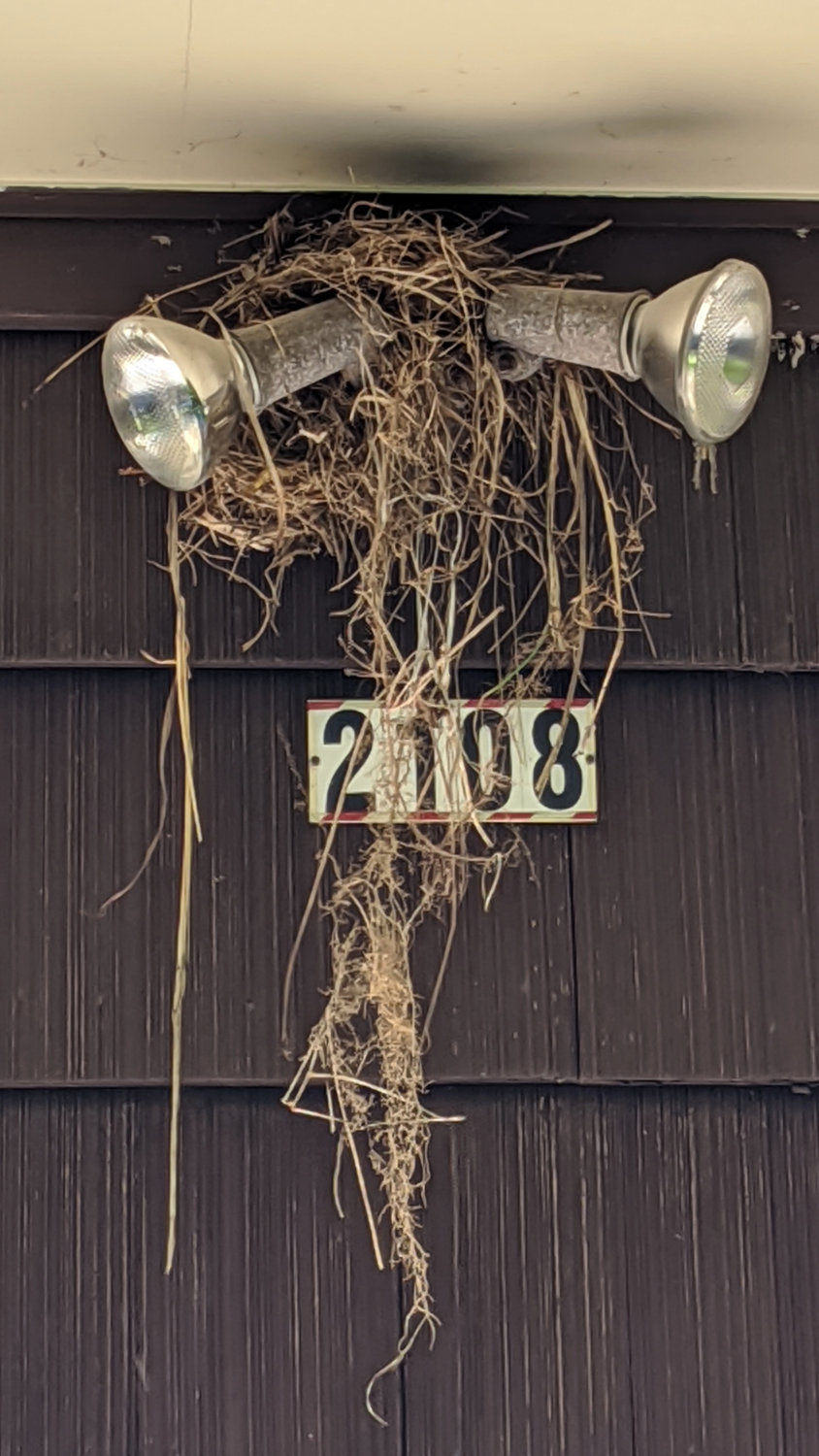 Robin Nest: Construction