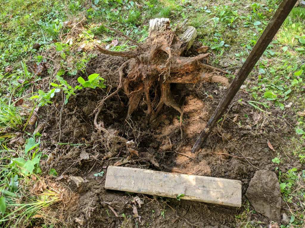 Tree Stump Removal