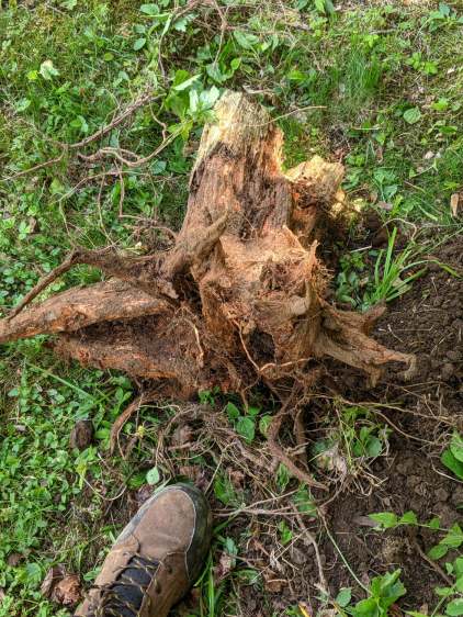 Tree stump - excavated