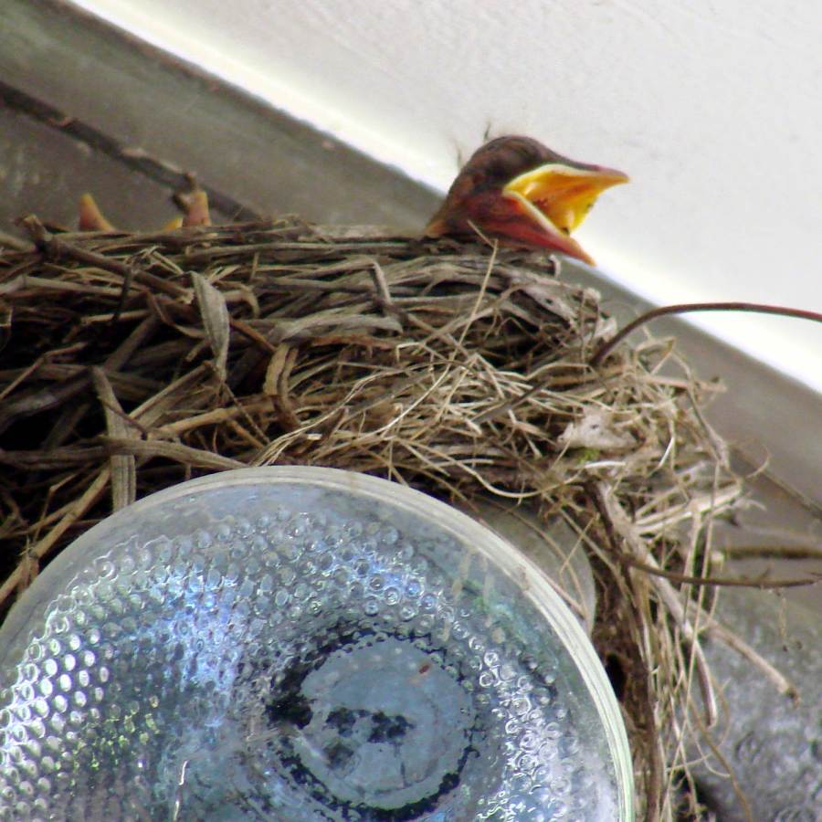 Garage Robin - Nestling begging