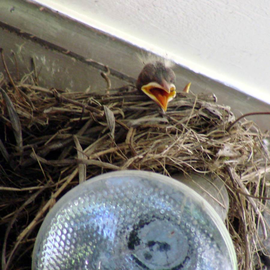 Garage Robin - Nestling recovering