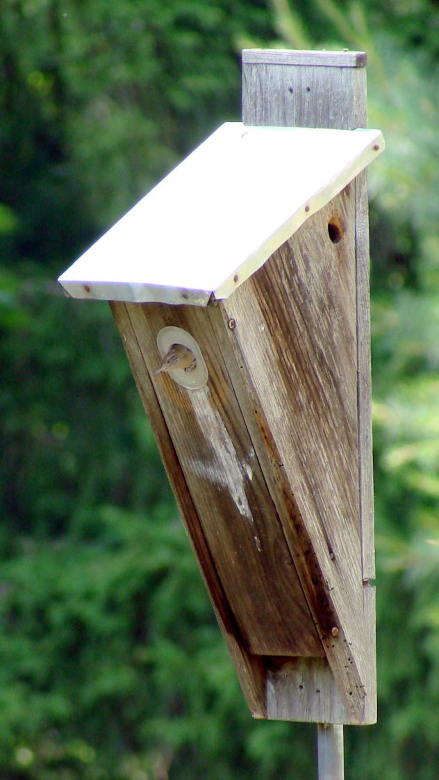 Wren - front box - exit check