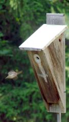 Monthly Image: Wren&nbsp;Traffic