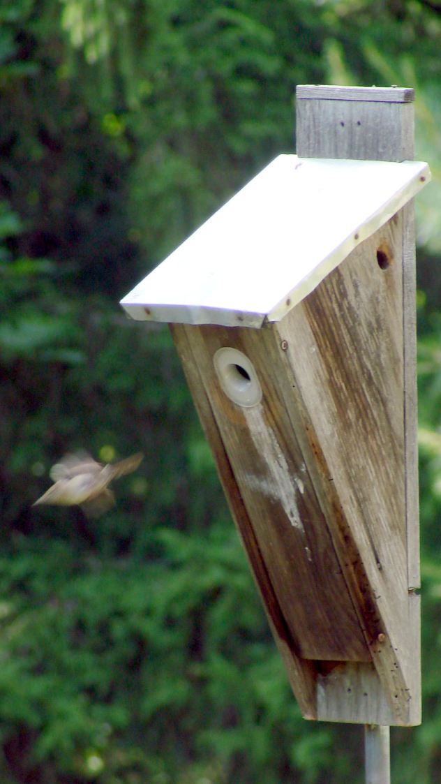 Wren - front box - fly away