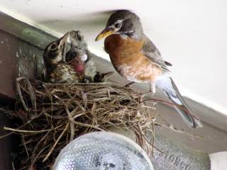 Robin Nest: Fledging Day