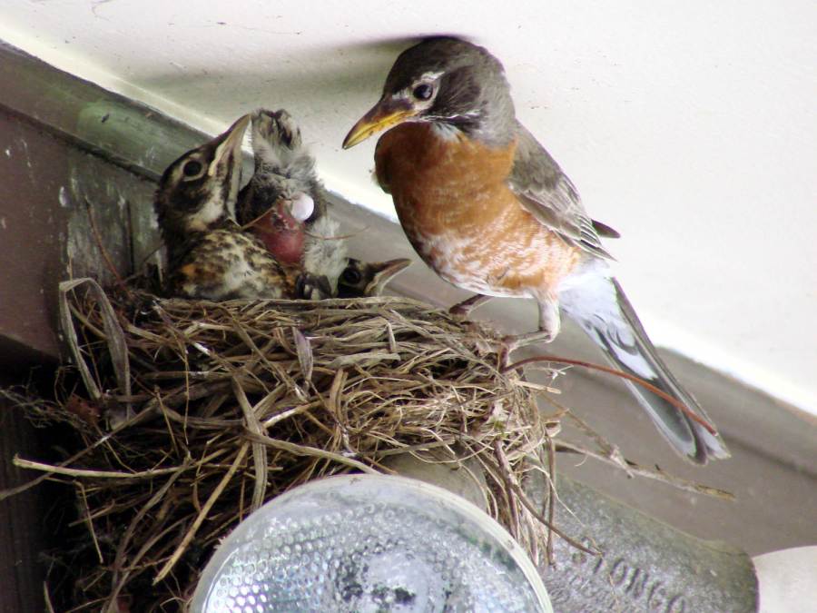 Robin Fledging Day - fecal sac
