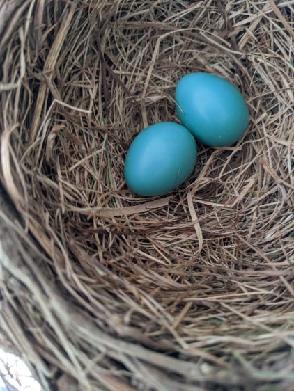 Garage Robin Nest - 2 eggs - 2020-05-29