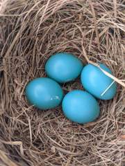 Robin Nest: Eggs!