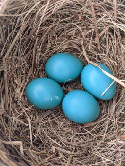Garage Robin Nest - 4 eggs - 2020-05-31
