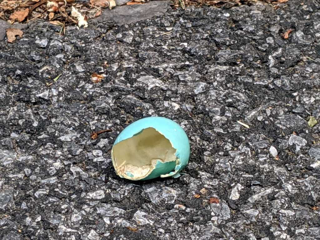 Robin Nest: Hatching An Egg A&nbsp;Day