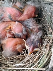 Robin Nest: Nestlings!