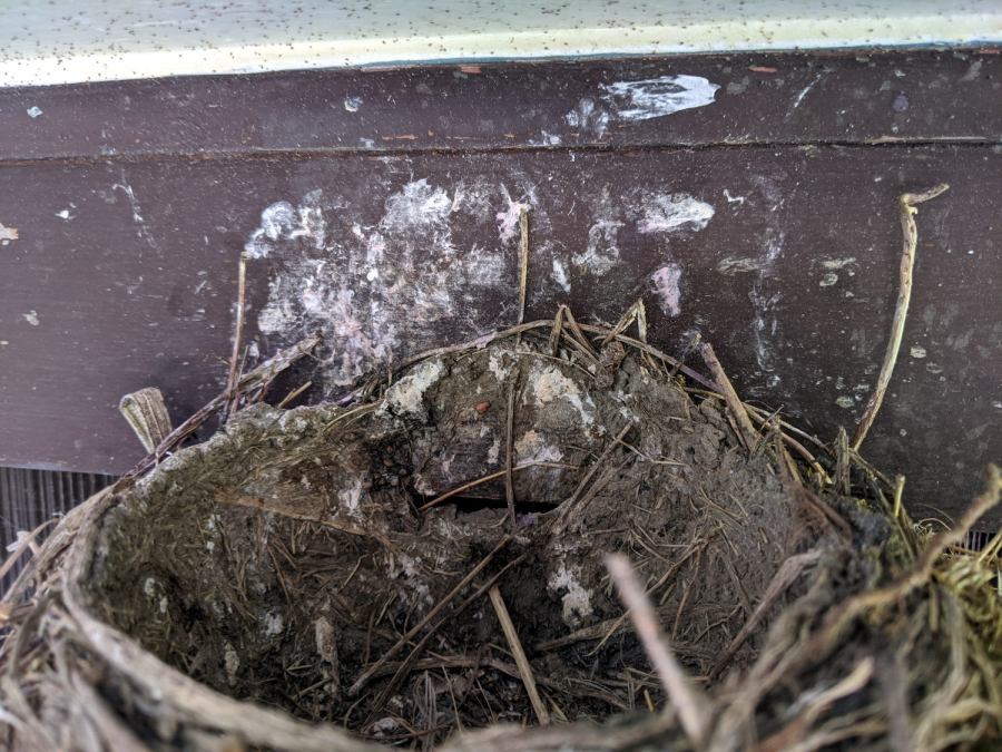 Robin Fledging Day - empty nest with parasites