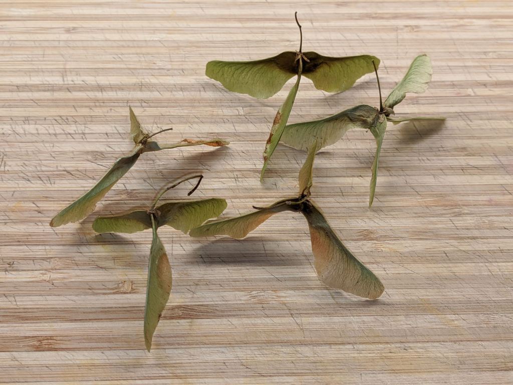 Maple Samaras
