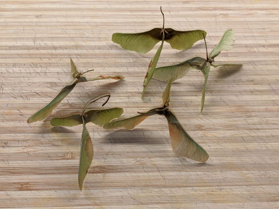 Triple and Quad Maple Seeds