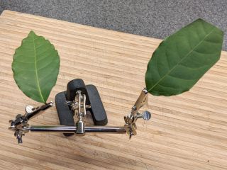 Lending a Hand