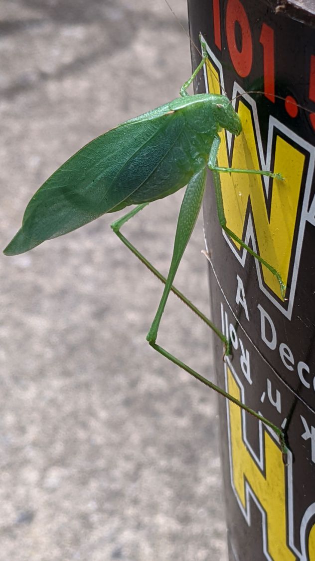 Katydid