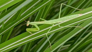Monthly Science: Small Praying Mantis