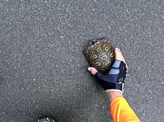 Medium Turtle Teleportation: Rail&nbsp;Trail