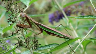 Praying Mantis On&nbsp;Duty