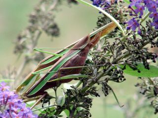 Monthly Image: Mantis Mating