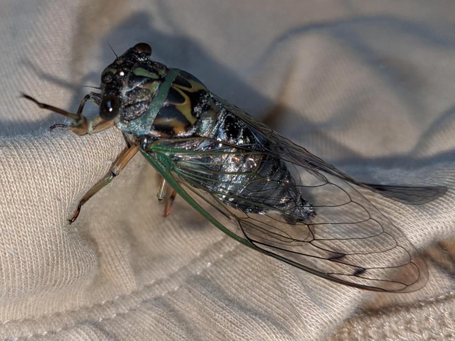 Cicada - left dorsal