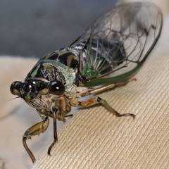Cicada Time