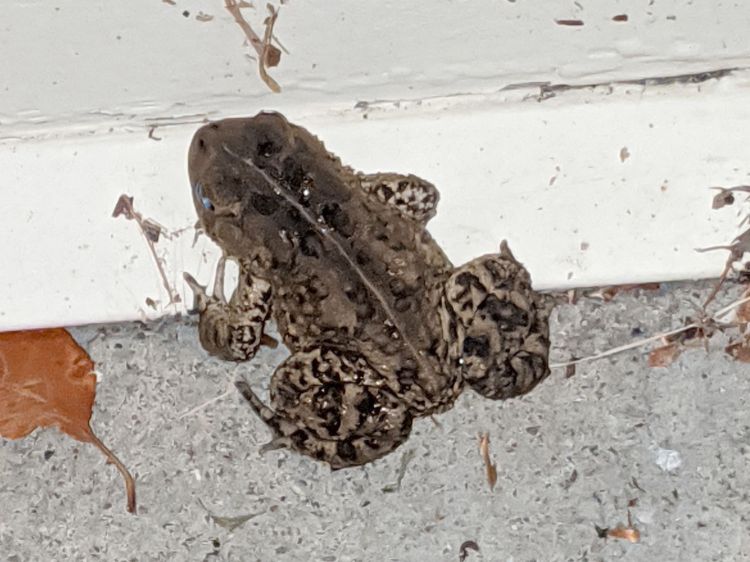 Toad at garage door