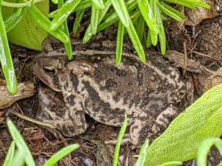 Toad Time