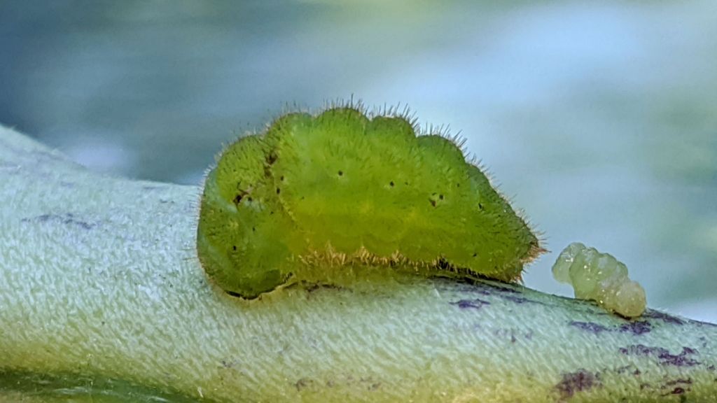 Striped Hairstreak Caterpillar