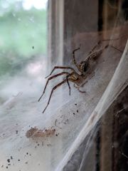 Funnel Web Spiders