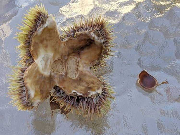 Chestnut burr - interior with failed nut